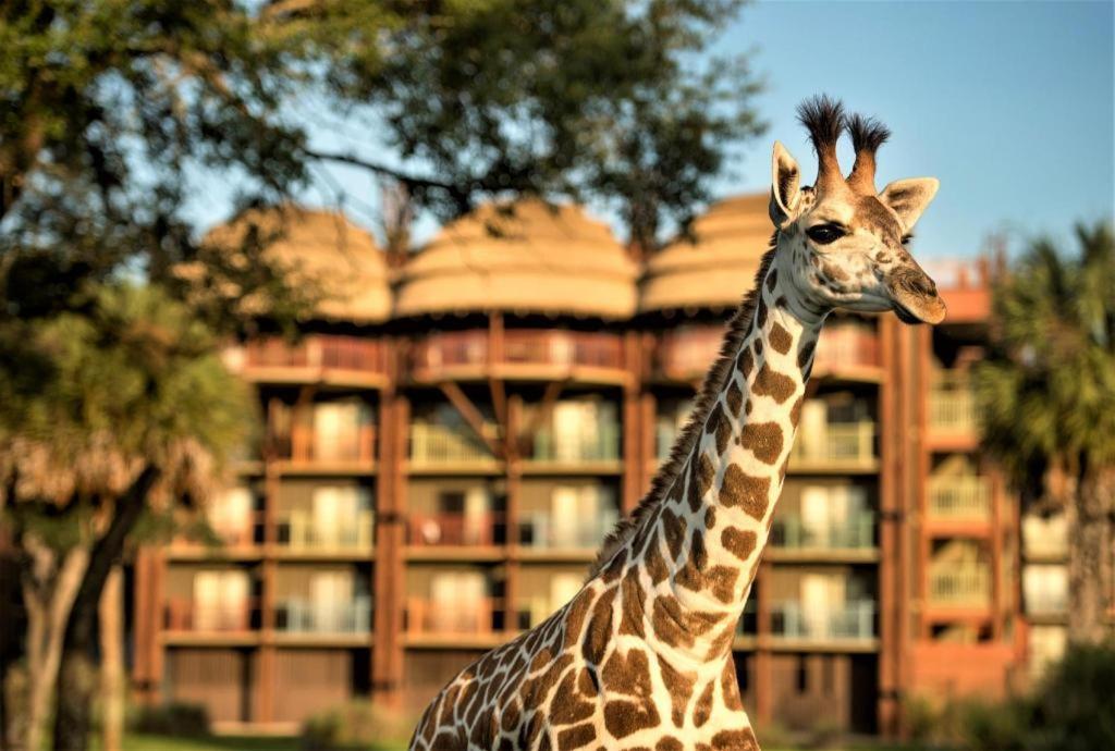 Four Corners Disney'S Animal Kingdom Lodge מראה חיצוני תמונה